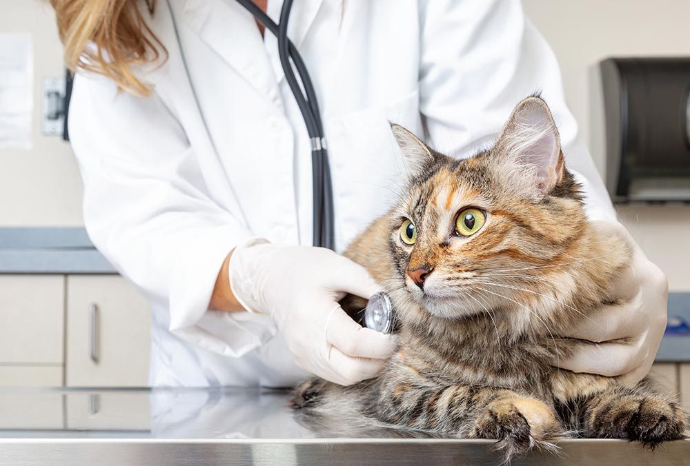 Untersuchungen beim Tierarzt