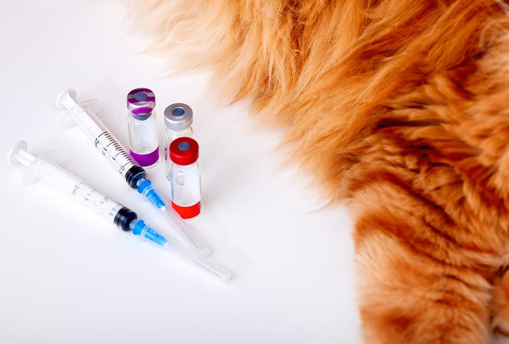 Impfung Katze Hund Salzburg